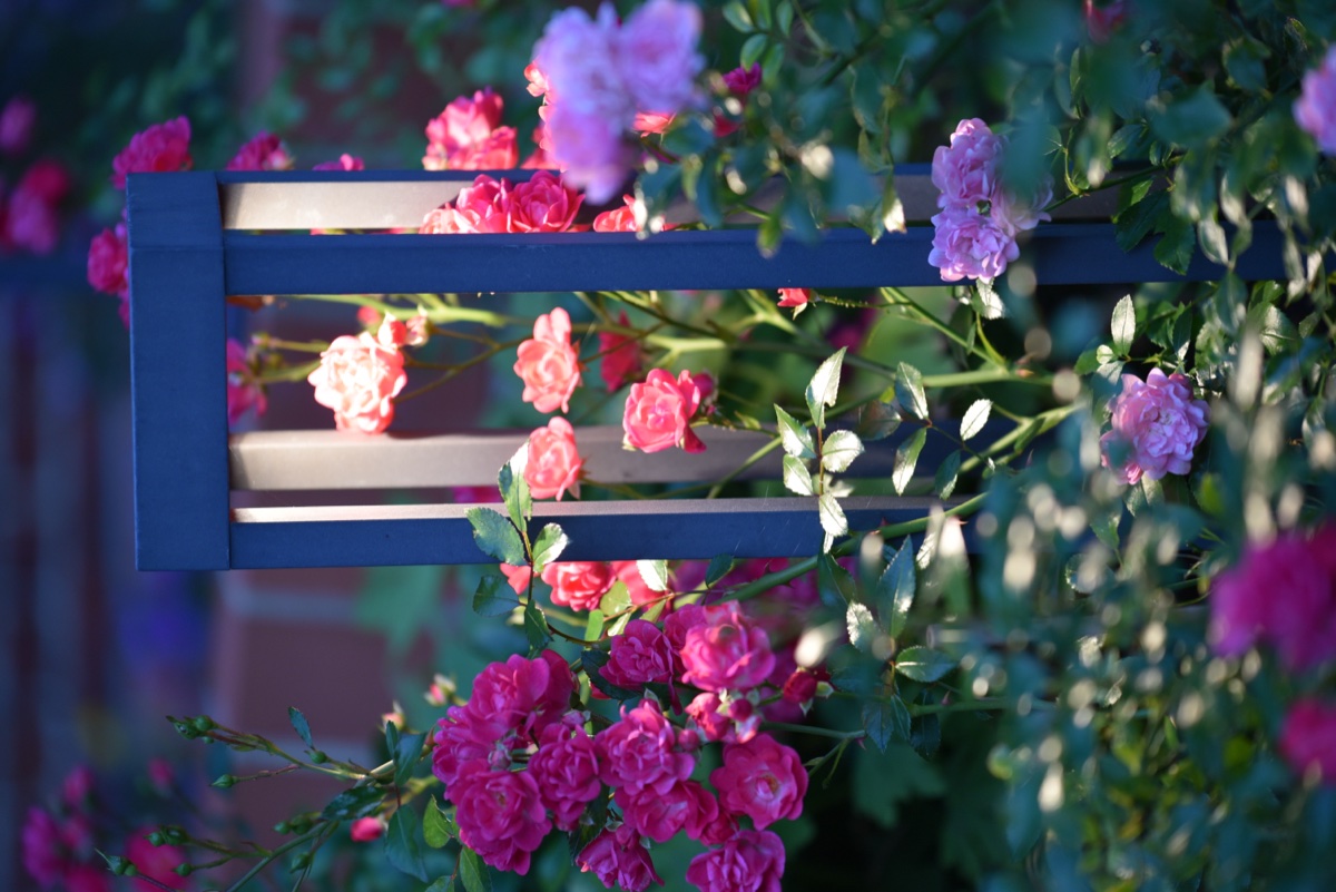 Eröffnungskonzert 2025 - Foto 16